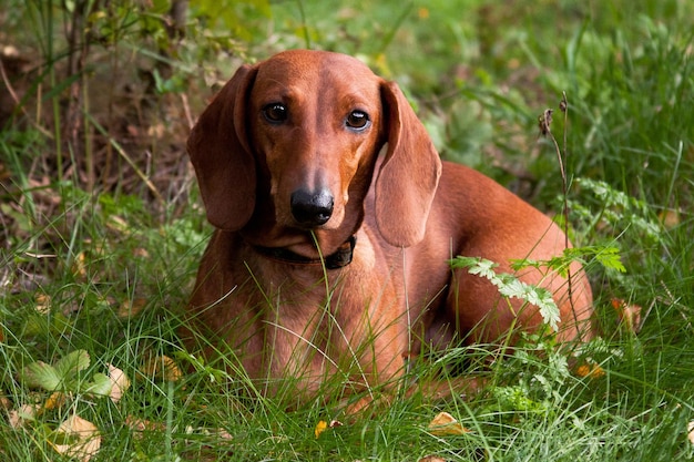 Lying dachshund redhead dog in nature