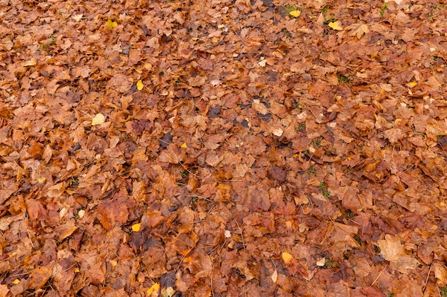 Lying on the ground, autumnal orange foliage in wet clothes and began to rot