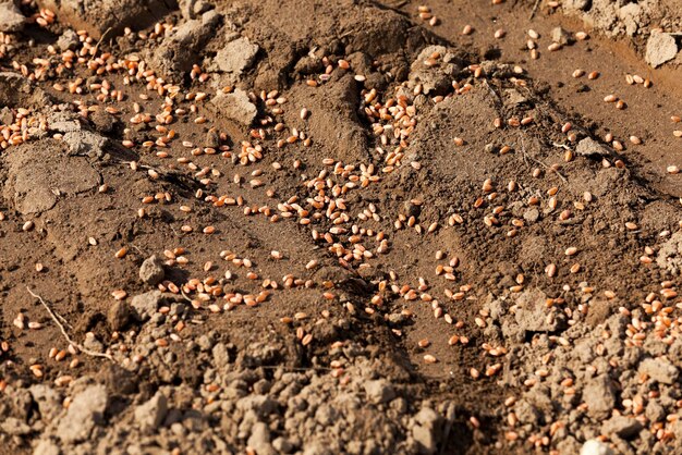 Lying on the ground grain