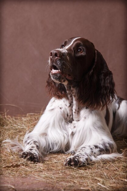 Lying Springer Spaniel in the Hay