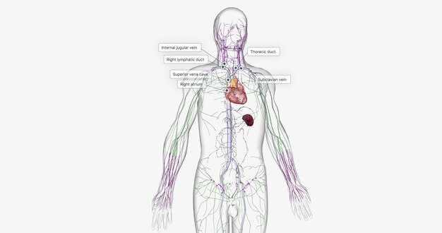 Photo lymph travels from the extremities through the lymphatic vessels