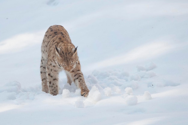 A Lynx in the snow background while looking at you