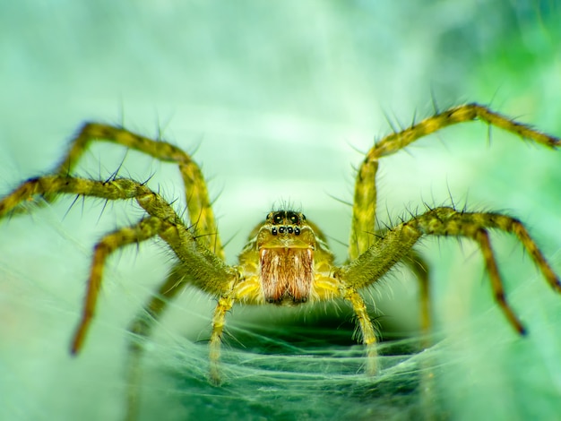 Lynx spider hunter (scientific name Oxyopes javanus Throll Oxyopes linestipes