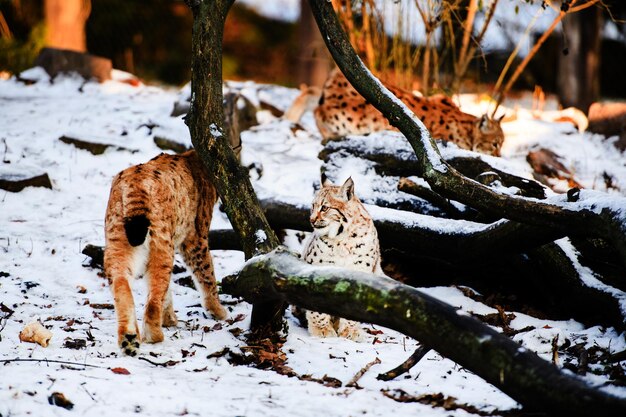 Lynx in winter