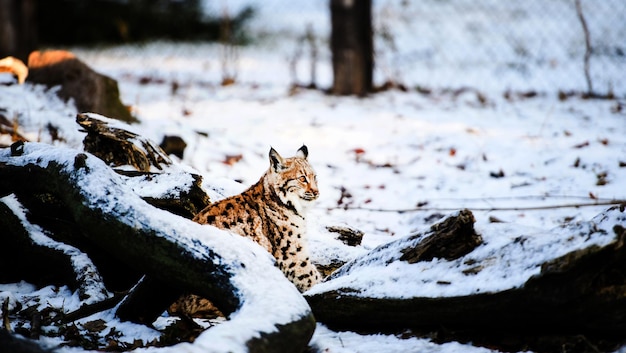 Lynx in winter