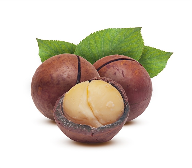 Macadamia grain and nuts with leaves on a white background.