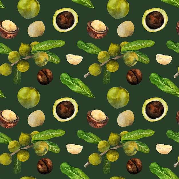 Macadamia nut watercolor watercolor pattern of macadamia nuts