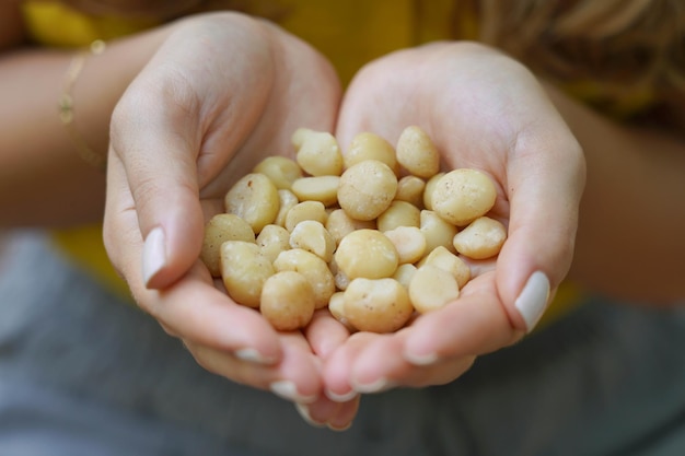 Macadamia nuts Closeup of woman hands holding a handful of macadamia nuts