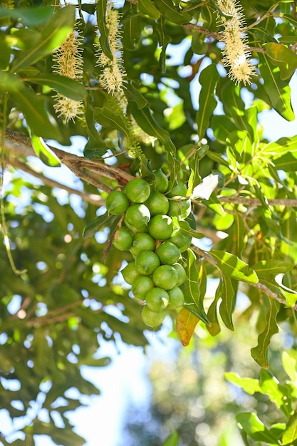 Macadamia nuts on macadamia tree plant fresh natural raw macadamia nuts in garden planting macadamia nut fruit waiting for the harvest seeds