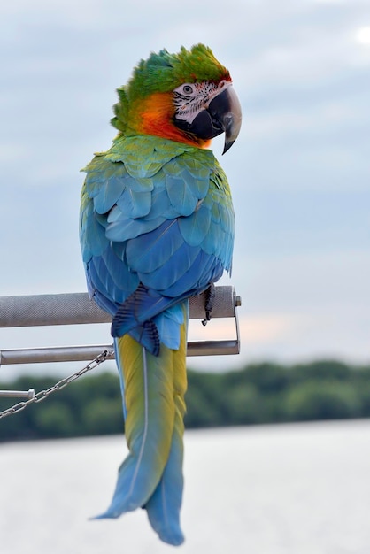 Macao parrot standing on cage