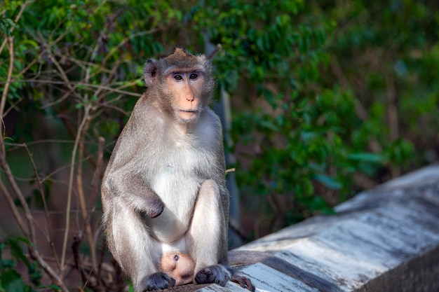 Macaque close-up in its natural habitat. Monkeys from Southeast Asia. Filmed in Cambodia..