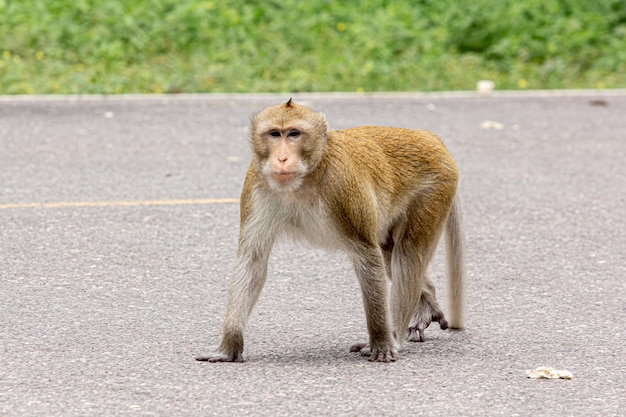 Macaque monkey portrait which name is long tailed crabeating