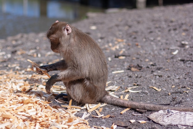 Macaque monkey sits with bread crusts in its paw next to pile of bread Selective focus blurred background Side view Horizontal