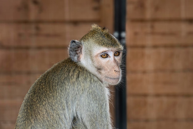 Macaque monkey sits on a wooden background with a sad look