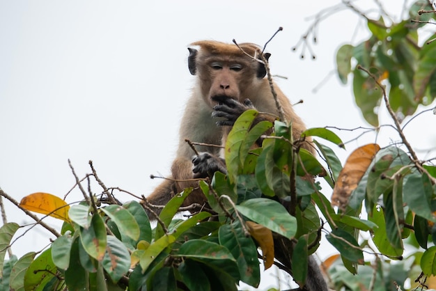 Macaque monkey sitting comfortably alone on the green tree with her eyes half closed and finger in her mouth