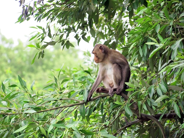 macaque monkey sitting on a tree in its natural habitat