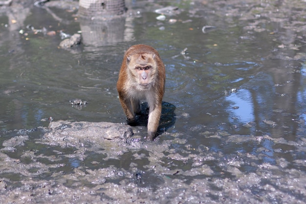 Macaque monkey walks through the water and mud towards the camera Selective focus blurred background Front view Horizontal image