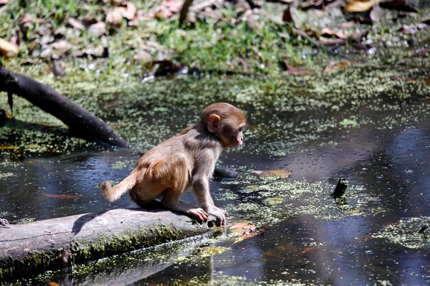 Macaque monkeys playing in the forest