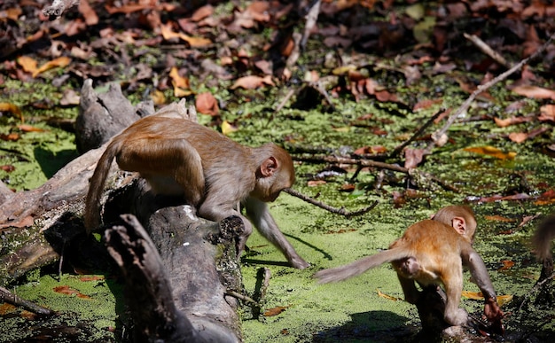 Macaque monkeys playing in the forest