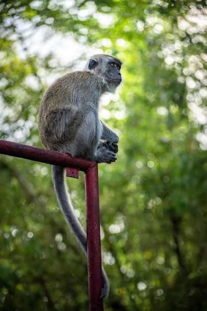 Macaque With green nature background