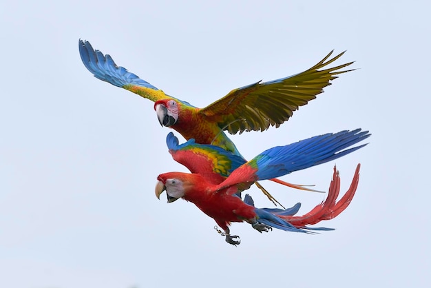 Macaw bird ( ara macao) in flight