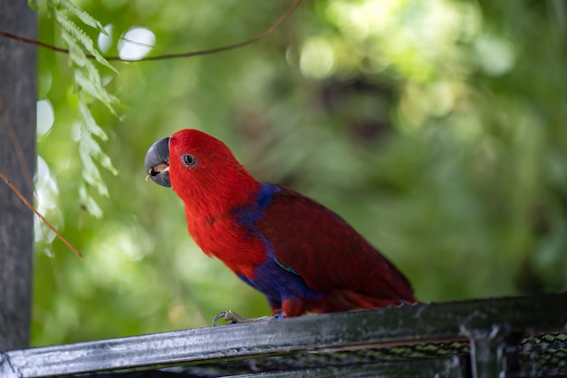 Macaw bird on the cage.