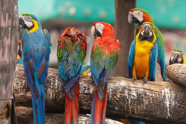 Macaw birds