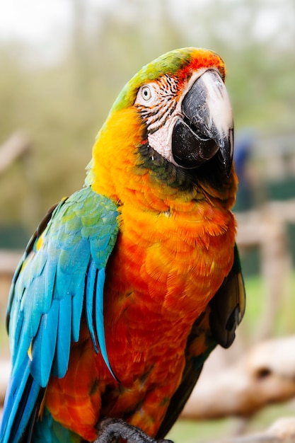 Macaw parrot on branches, blue, yellow, orange colorful parrots at the zoo.