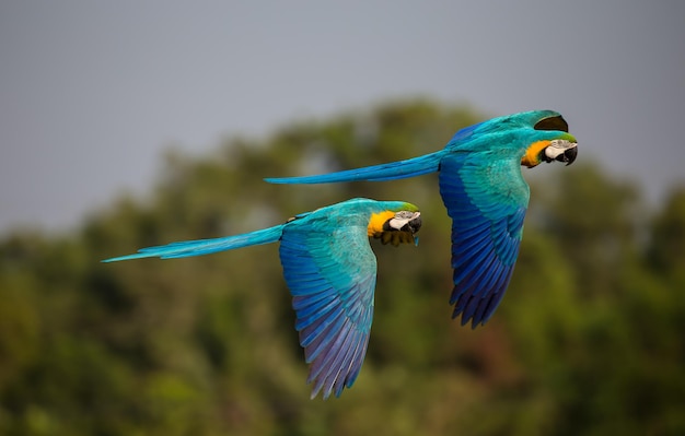 Macaw parrot flying in the sky