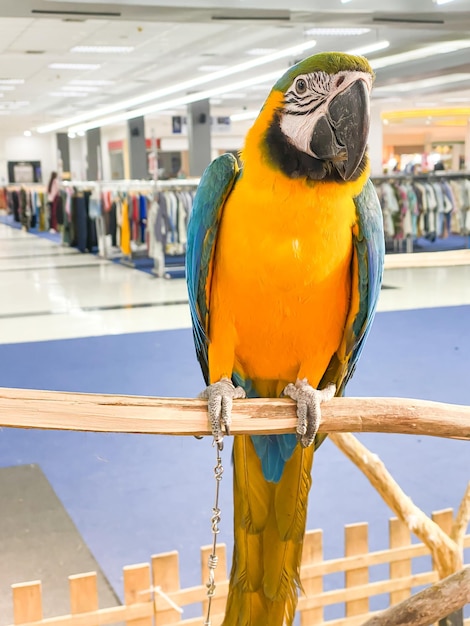 Macaw parrot on the stand for show