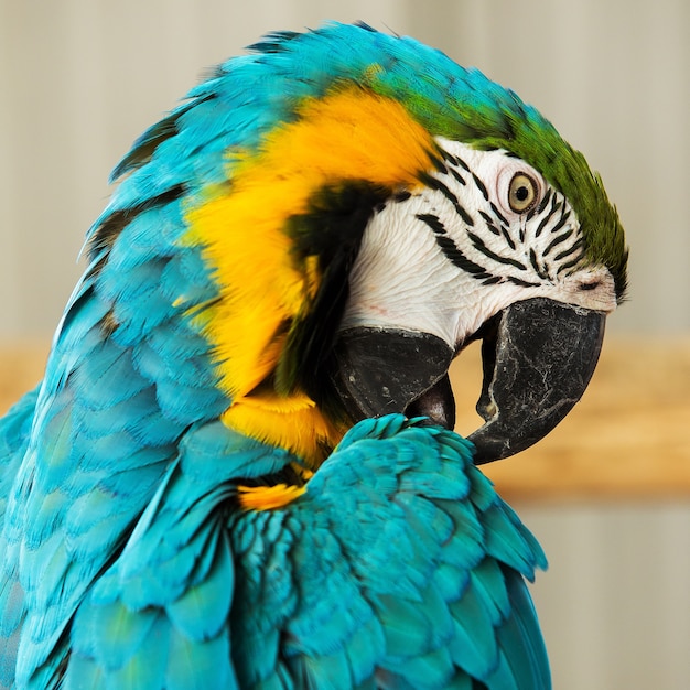 Macaw Parrot