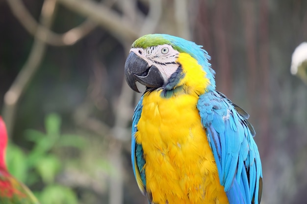 macaw parrot