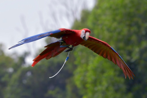 Macaw parrots fly freely in the sky