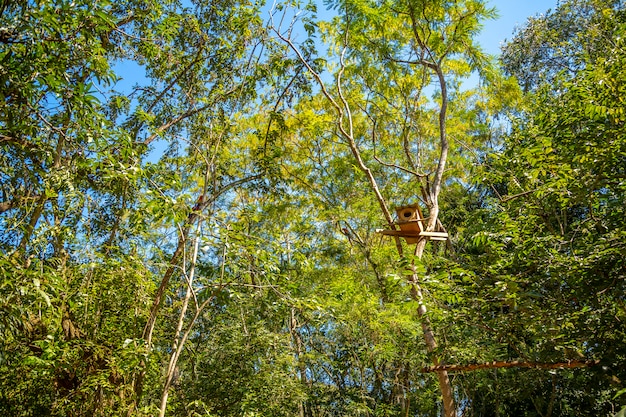 macaw tree house in a tree in Copan Ruinas in Honduras