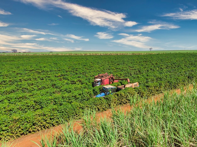 Machine in the field harvesting coffee in the plantation of Brazil.