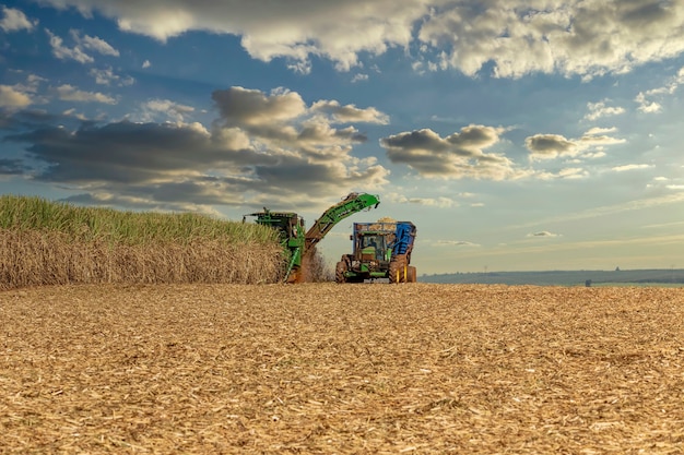 Machine harvesting sugar cane plantation