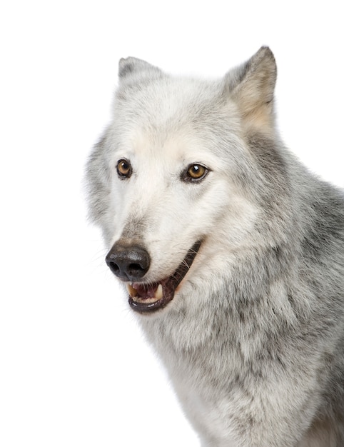 Mackenzie Valley Wolf with 8 years. Canis lupus occidentalis