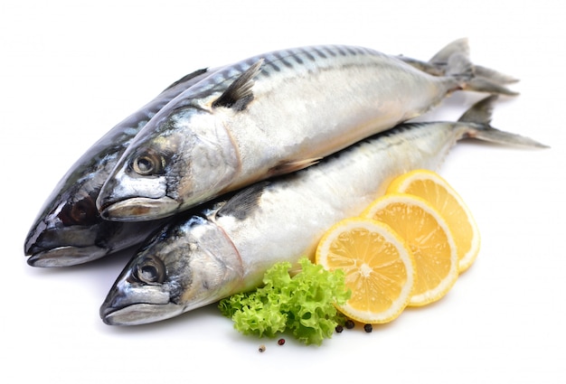 Mackerel fish isolated