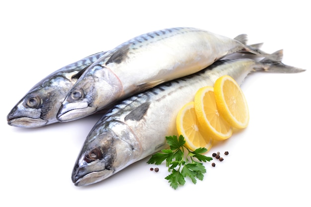 Mackerel fish on white