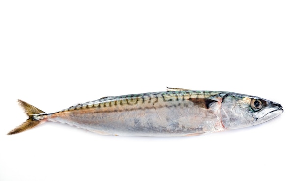 Mackerel fish