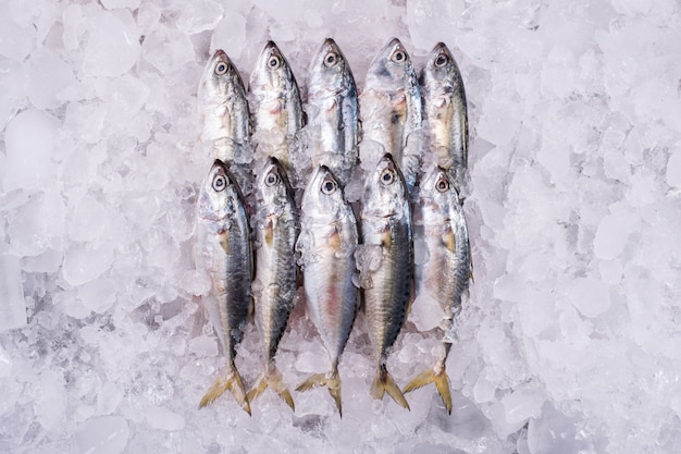 MACKEREL Sea frozen Wholesale Fish Industry to distributor retail seafood