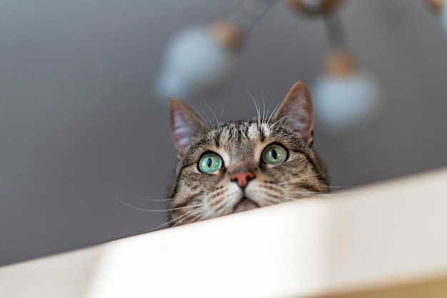 Photo mackerel tabby cat with green eyes looking from rack in surprise and interest selective focus