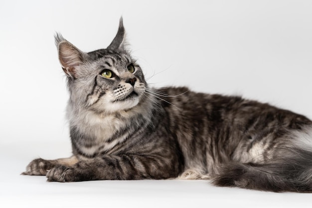 Mackerel tabby Maine Coon Cat lying on white background looking up