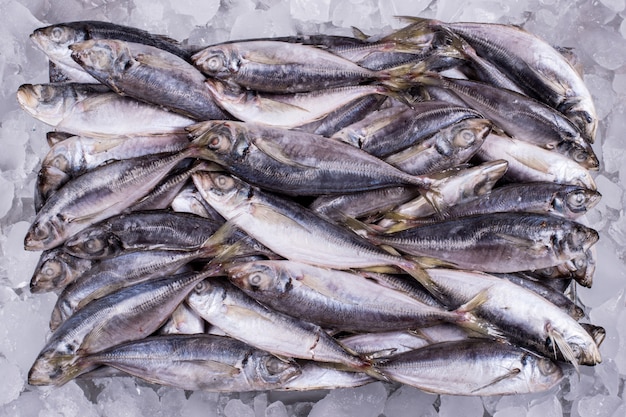 MACKEREL Wholesale Fish Industry to distributor retail seafood import export business fish frozen