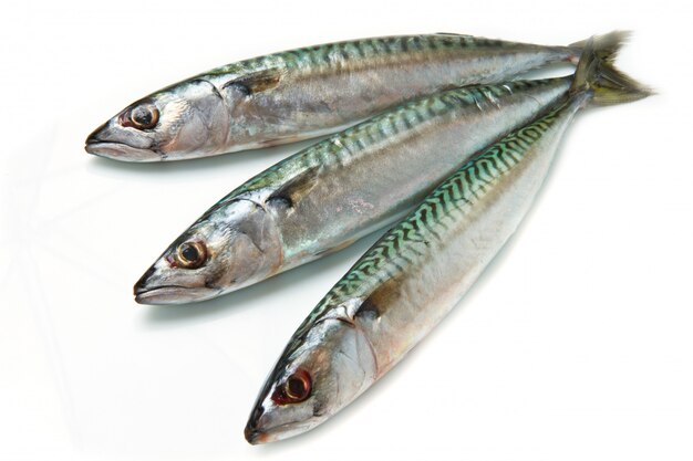 Mackerel