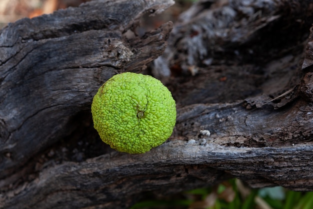 Maclura pomifera fruit Maclura fruit or Adams apple used in alternative medicine