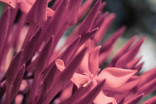 Macro abstract real beauty nature cute background Small bright red buds petals bloom of Santan Ixora Jungle Geranium flower garden plant sharp needles Floral botanic design decor Pale vintage