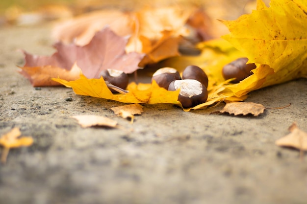 Macro of acorns set on the ground. Shallow depth of field with bokeh and blur