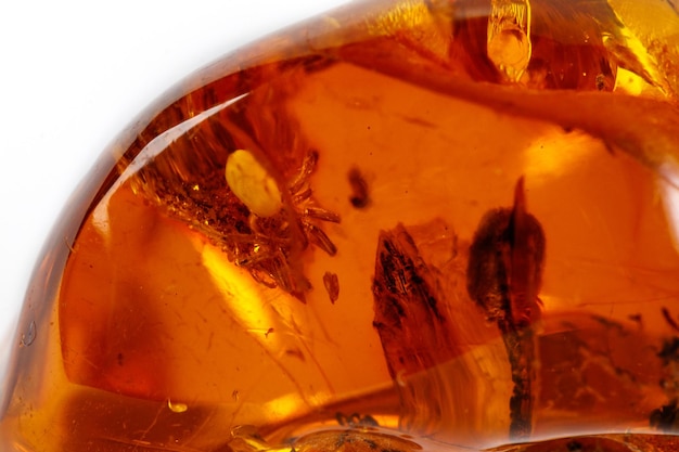 Macro Amber mineral stone with spider on white background