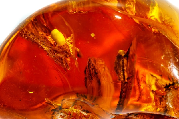 Macro Amber mineral stone with spider on white background